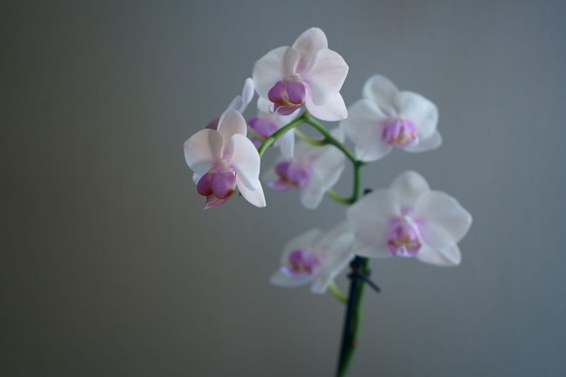 Arreglo Orquídeas Premium