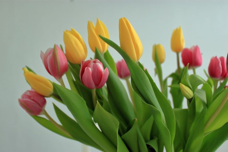 Ramo Tulipanes Holandeses